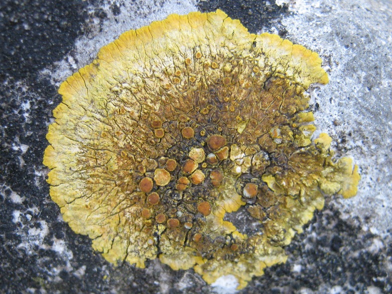 Caloplaca: Variet�